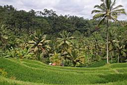 NatureBali_3853.JPG