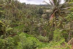 NatureBali_3857.JPG