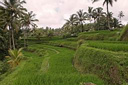 NatureBali_3861.JPG