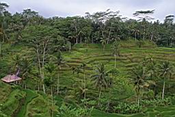 NatureBali_3926.JPG