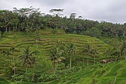 NatureBali_3927.JPG