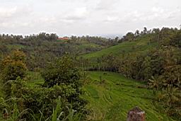 NatureBali_4367.JPG