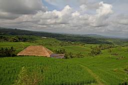 NatureBali_4369.JPG