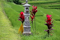 Nature Bali