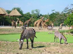 SafariWorldBangkok401-d.JPG