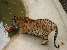 TigerZoo2-t09.jpg