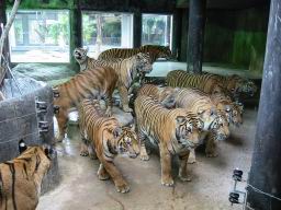 TigerZooSriRacha2-t34.jpg