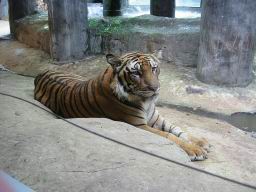 TigerZooSriRacha2-t40.jpg