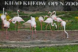 KhaoKheowOpenZoo_2211.JPG