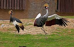 KhaoKheowOpenZoo_7157.JPG