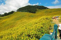 1164FlowerFieldThailand.JPG