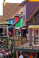 Mimosa-Thailand_4174.JPG