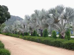 Img_2493NongNoochTropicalGarden.jpg