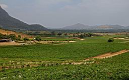 HuaHinVineYard_0804.JPG