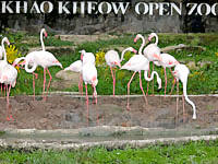 Khoa Kheow Zoo Thailand Pictures