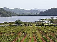 Vineyard Silverlake Pattaya