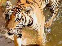 Si Racha Tiger Zoo