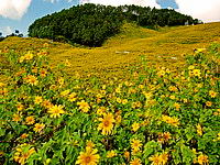 Tung Bua Thong Flowerfield